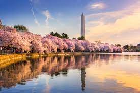 Cherry blossoms tour